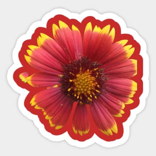 Gaillardia Flower Sticker